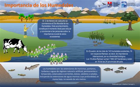 La Importancia De Los Humedales