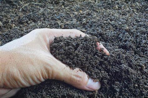 Earthworm Castings: How are They Used? | Crop King Seeds