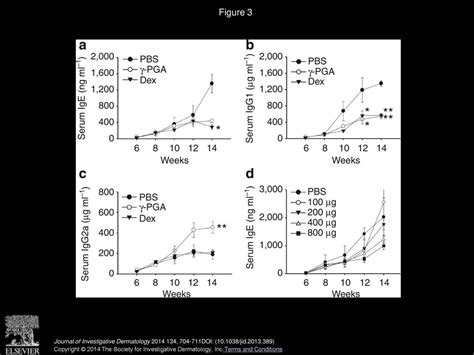 Oral Administration Of Poly γ Glutamate Ameliorates Atopic Dermatitis