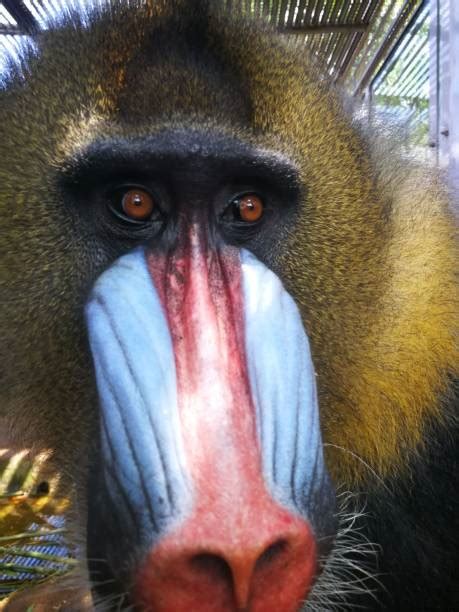 130 Wild Male Mandrill Baboon Stock Photos Pictures And Royalty Free