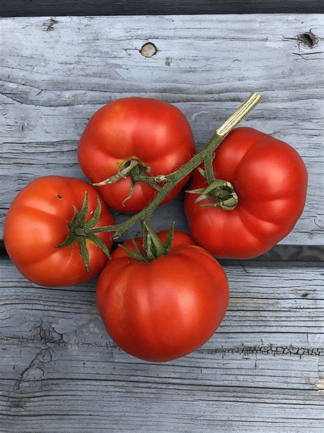 Tomato Sub Arctic Plenty Seeds Heirloom Seeds Canada