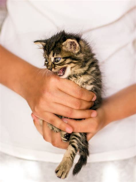 Gatinho Pequeno Mesmo Do Gato Malhado Nas M Os Gato Gritando Do Miado