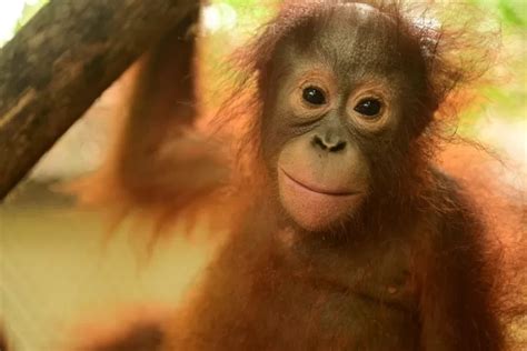 Astuti Orangutan Korban Penyelundupan Satwa Liar Akhirnya Pulang Ke