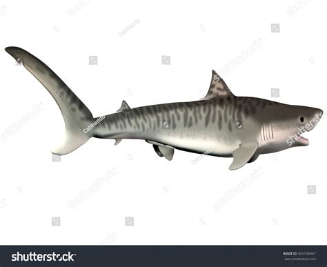 210 Tiger Shark Mouth Open Images, Stock Photos & Vectors | Shutterstock