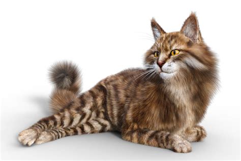 Maine Coon For Cat Mars Daz Content By Vyusur