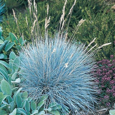 Spring Hill Nurseries 1 Gal Pot Elijah Blue Fescue Ornamental Grass Potted Perennial Plant 1