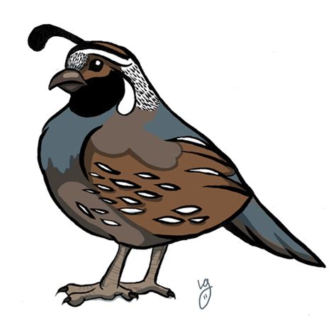 Quail Cartoon Drawings Cartoon Quail To Draw A Cartoon Quail