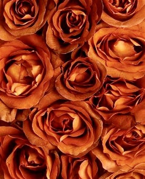 Rust Orange Roses Orange Aesthetic Broken Rose Orange Wallpaper