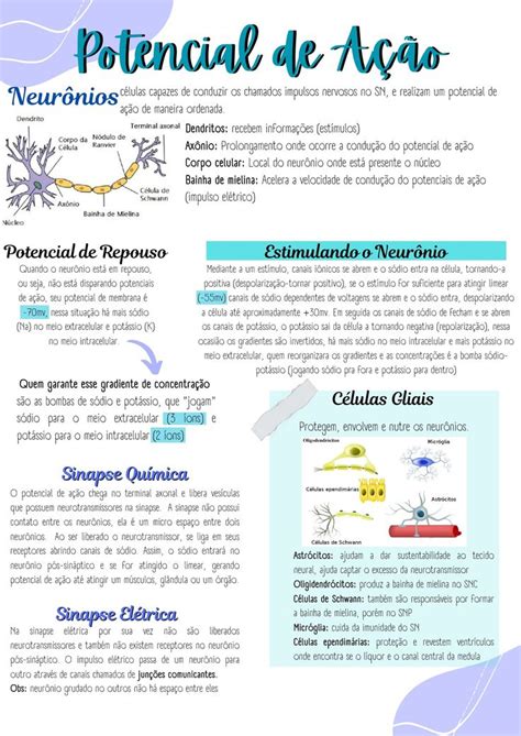 Potencial De A O Como Estudar Anatomia Escola De Medicina Neur Nios