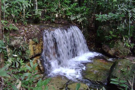 COMO ESTÃO AS COISAS POR AQUI Pré Edital de Concessão Florestal da