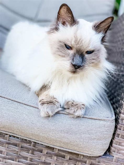 Hoe Lang Leven Ragdoll Katten