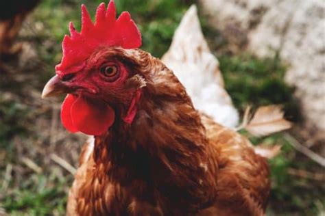 Heritage Breed Chickens and Why We Love Them