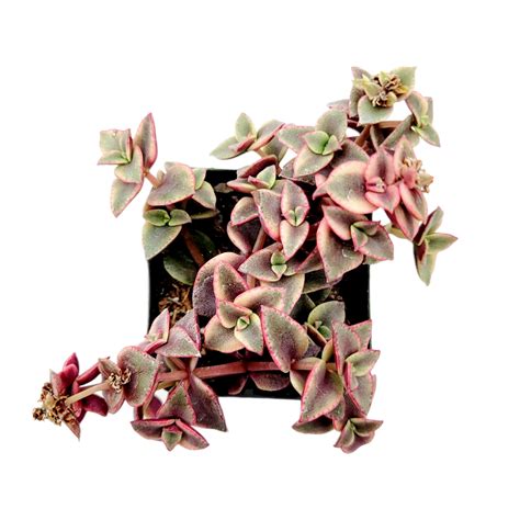 Crassula Marginalis Rubra Variegata Calico Kitten