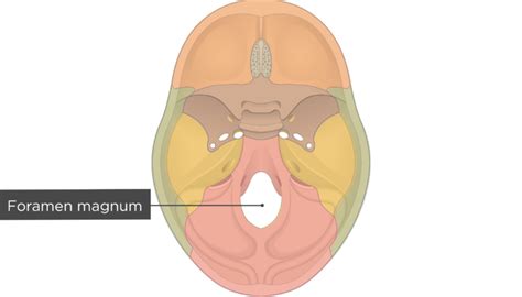 Fissures Foramina And Markings Of The Base Of The Skull Getbodysmart