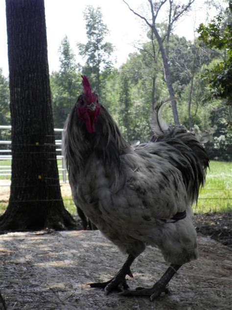 Chickens Blue Splash Jersey Giant Backyard Chickens Learn How To Raise Chickens