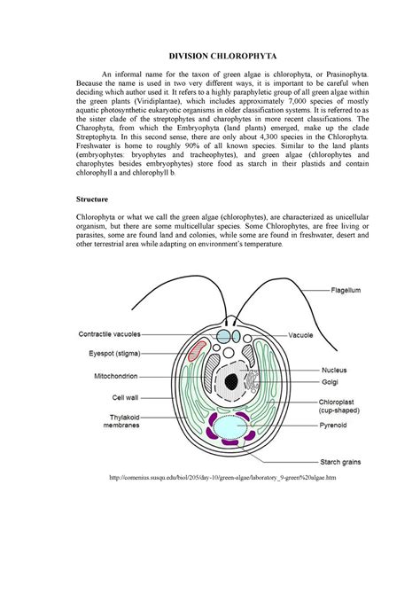 Chlorophyta - Science - DIVISION CHLOROPHYTA An informal name for the ...