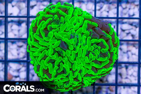 Branching Hammer Australia Neon Toxic Green Heads Corals