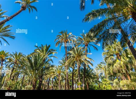 Palm groves at Huerto del Cura garden in Elche Stock Photo - Alamy