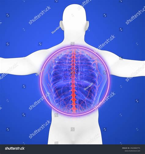 Human Rib Cage Nerves System Anatomy Stock Illustration 2522664771