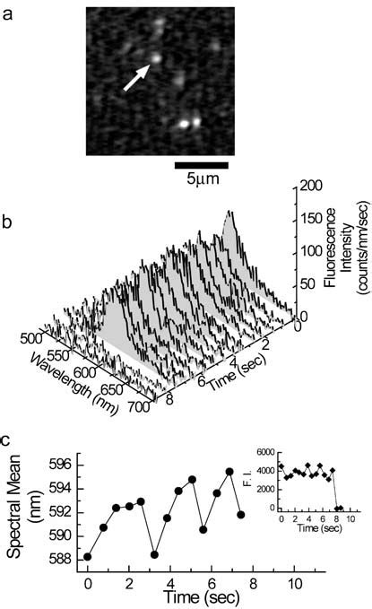 A C Spectral Fluctuations Of Single Tetramethylrhodamine Tmr Labeled