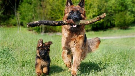 Long Coat German Shepherd Grooming