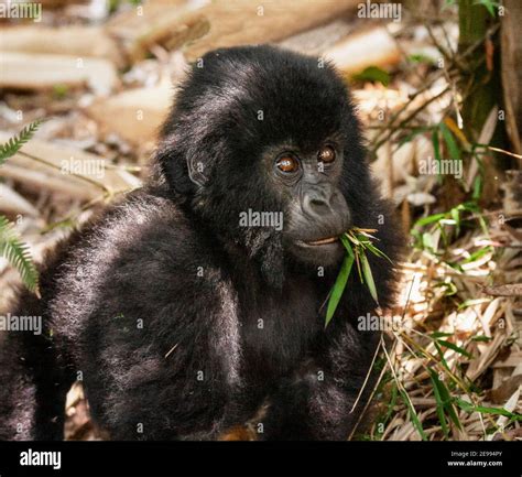 Baby African Mountain Gorilla Portrait Stock Photo - Alamy