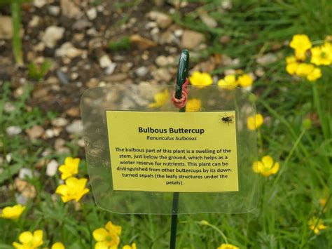 Girton Buttercups In The Churchyard At Alan Murray Rust Cc By Sa