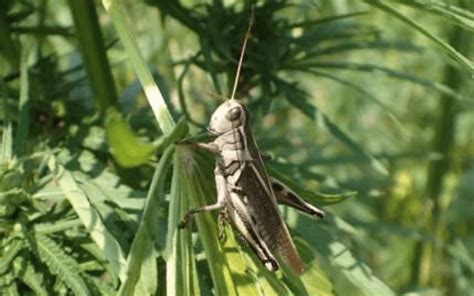 Pest Alert Grasshopper Populations Unusually High In Montana Greenhouse Product News