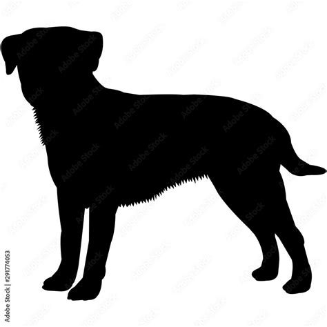 Border Terrier Silhouette Vector Stock Vector Adobe Stock