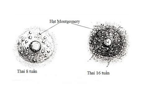 H Nh Nh Nh Hoa Khi M I Mang Thai Nh Th N O Nh Ng Thay I C A Nh Hoa