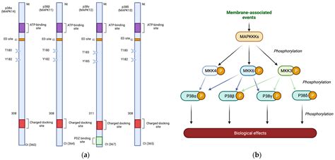 Cancers Free Full Text P38 MAPK And Radiotherapy Foes Or Friends