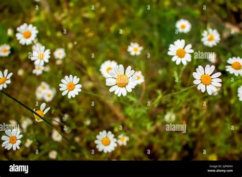 Chamomile Flowers Matricaria Recutita L Pharmaceutical Camomile