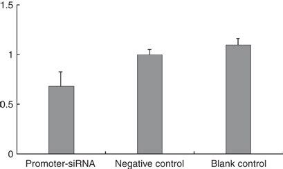 Cellular Proliferation In Siha Cells Treated By Promotersirna