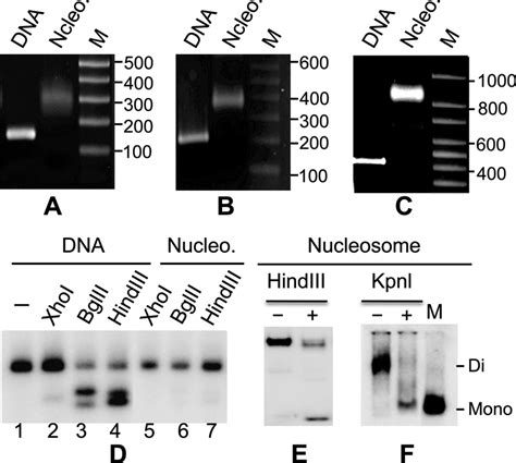 Characterization Of Nucleosomes A C Agarose Gel Electrophoresis Of