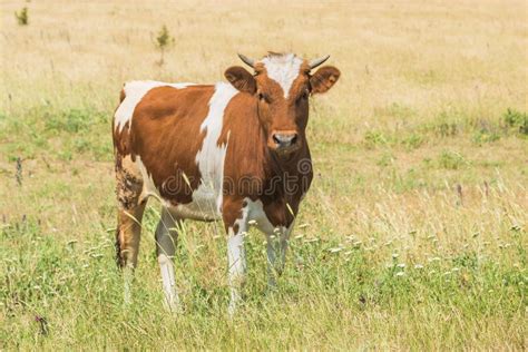 Brown Cow With White Spots On A Meadow Stock Image Image Of Summer