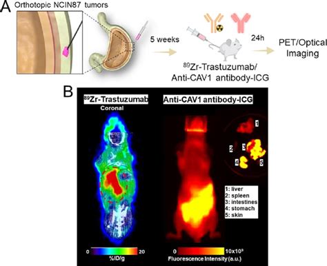 A Schematic Representation Of The Intragastric Injection Method B