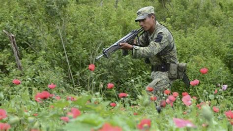 Aprueban Iniciativa Para Despenalizar Amapola Con Fines Medicinales