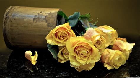 Yellow Roses Wallpapers - Top Free Yellow Roses Backgrounds ...