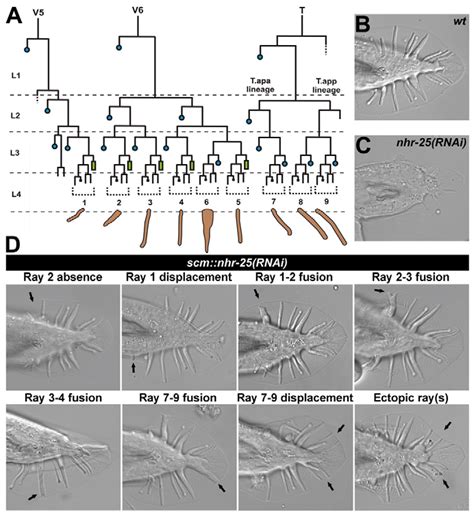 Nhr Knockdown Causes Male Tail Abnormalities A Lineage Diagram Of