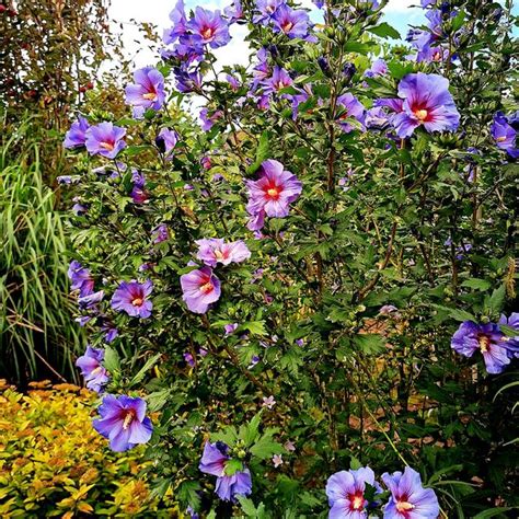 Hibiscus Syriacus Oiseau Bleu Althéa Arbuste Dolf Van Der Haven