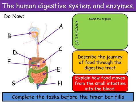 The Digestive System And Enzymes Teaching Resources