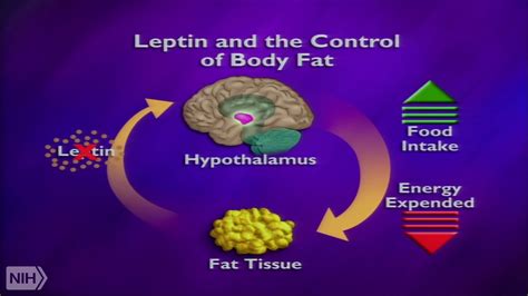 Leptin And The Neural Circuit Regulation Food Intake And Glucose