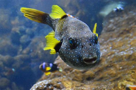 30 Free Puffer Fish And Fish Photos