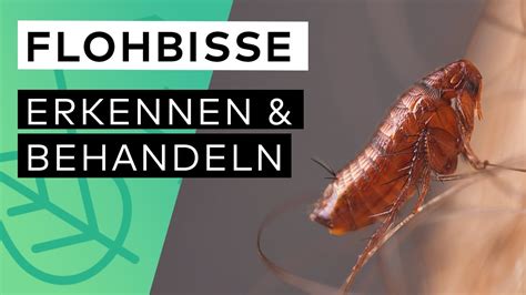 Wie Sehen Flohbisse Aus Fl He Loswerden Hausmittel Flohbisse