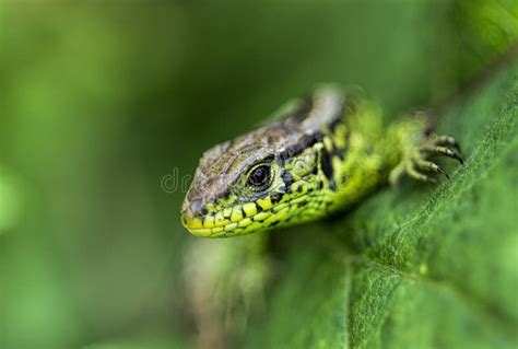 Little Green Lizard Stock Image Image Of Macro Colors 72822263