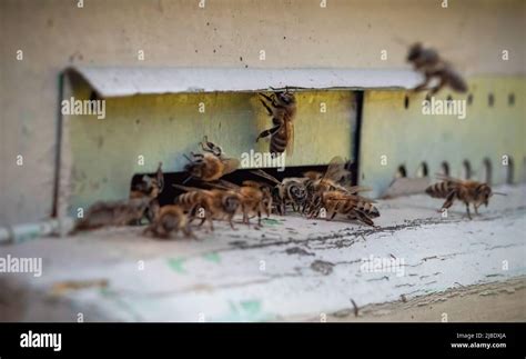 Shot of a honey bees carrying pollen into the beehive. Close up view Stock Photo - Alamy