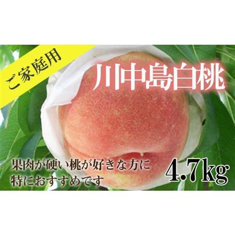 ふるさと納税 もも 福島県 福島市 No2350もも「川中島白桃」ご家庭用 約47kg 2025年発送 先行予約 5589922