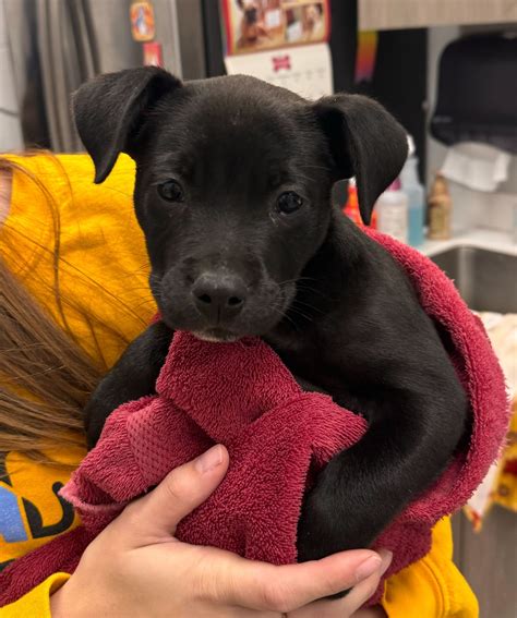 KC - Animal ID: 59326478 Species: Dog Breed: Mixed Breed, Large (over