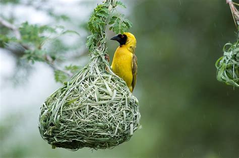 The 11 Most Impressive Bird Nests