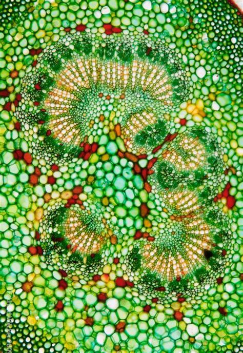 Plant Cells Under Microscope Inspire Pinterest Plant Cell